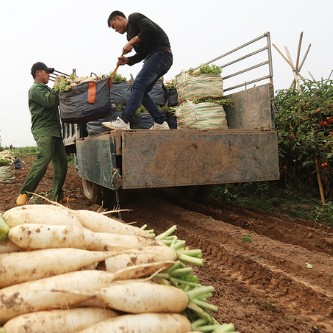 Siêu thị 'giải cứu' củ cải trắng