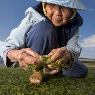 Thắc mắc thường gặp về Fucoidan