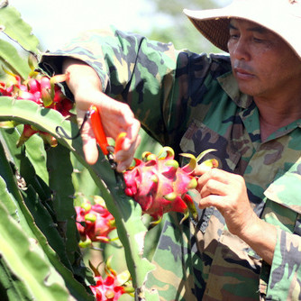 Thanh long rớt giá sốc