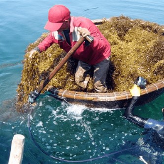 Thành phần Fucoidan trong rong biển nâu