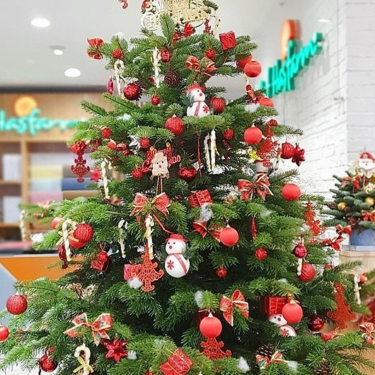 Thông thật giá tiền triệu đắt khách mùa Noel