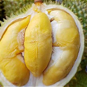 Thương lái Trung Quốc ngưng mua, sầu riêng trái vụ miền Tây rớt giá