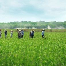 Tiềm năng phát triển nông nghiệp Việt từ kinh nghiệm của Malaysia