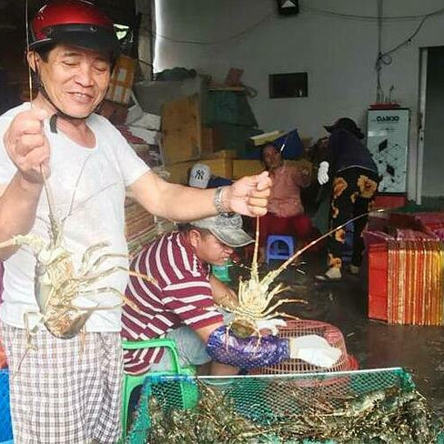 Tôm hùm tăng giá trở lại