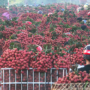 Trung Quốc bao tiêu hơn 90% vải xuất khẩu Việt Nam