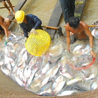 VASEP: Cá tra Việt bị 'bôi xấu' ở châu Âu