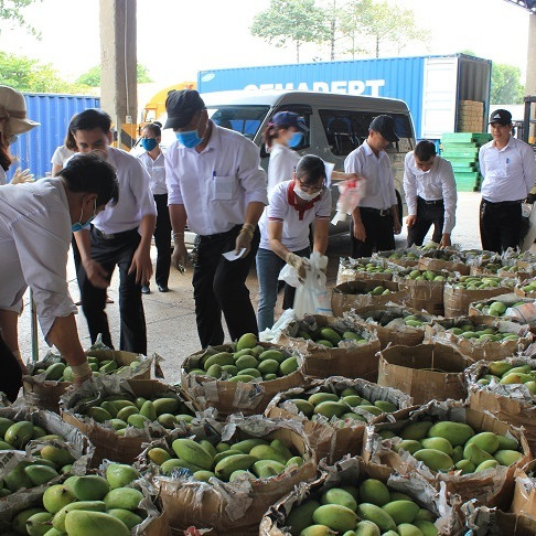 Vedan Việt Nam giải cứu xoài cho nông dân Đồng Nai