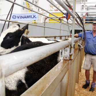 Vinamilk tiếp tục nhập khẩu 1.600 bò thuần chủng từ Mỹ